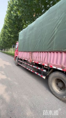 高度30厘米花叶玉蝉花