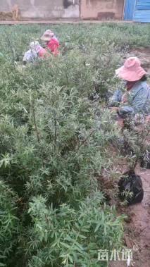 高度61.厘米沙棘