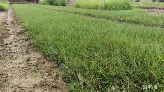 高度5厘米小兔子狼尾草