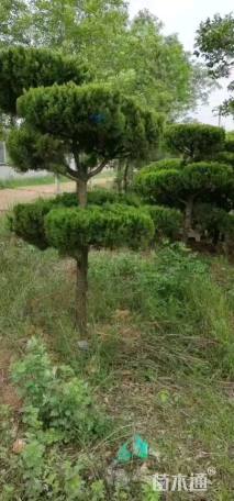 造型龙柏