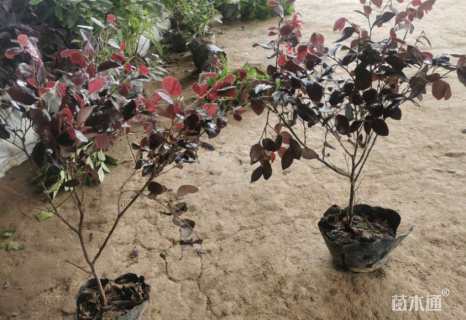 高度50厘米红花继木