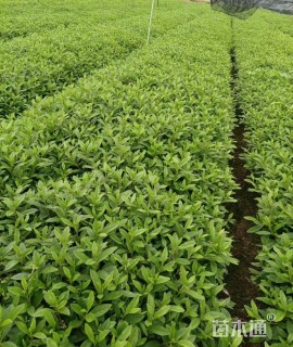 高度30厘米卫矛小苗