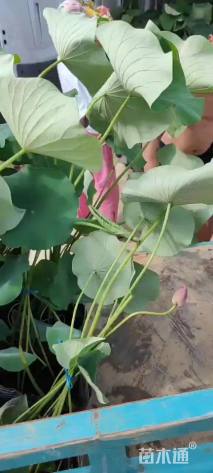 高度80厘米荷花