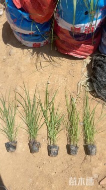 高度80厘米柳枝稷