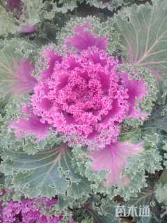 高度12厘米羽衣甘蓝