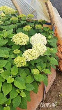 高度30厘米木绣球