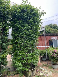 高度300厘米三角梅