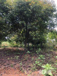 10公分红叶石楠