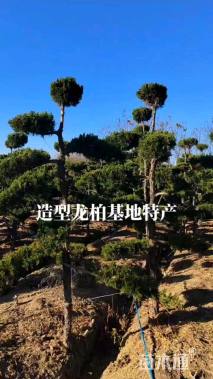 8公分造型龙柏