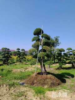 32公分造型小叶女贞