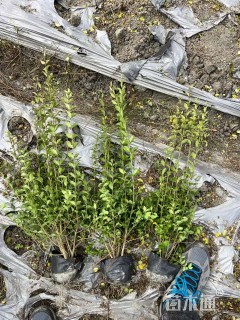 高度30厘米水蜡