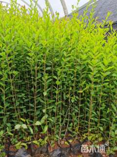 高度25厘米金冠女贞