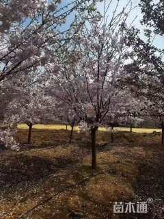 6公分染井吉野樱