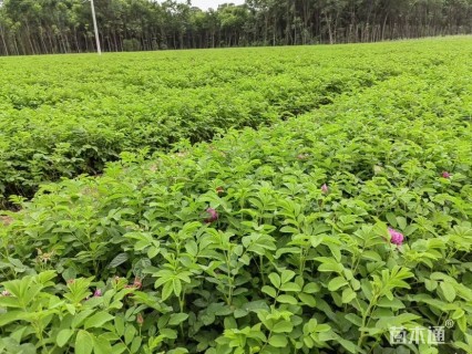 高度40厘米四季玫瑰