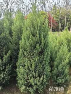 高度200厘米桧柏