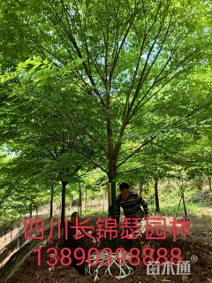 12公分榉树