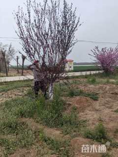 13公分红叶碧桃