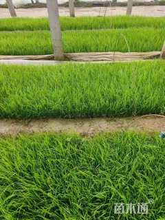 高度15厘米狼尾草