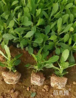 10厘米柳叶马鞭草