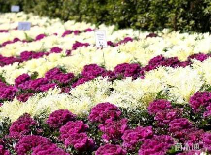 高度15厘米羽衣甘蓝