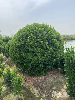 冠幅200厘米海桐球