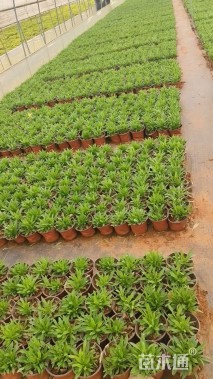 高度10厘米石竹