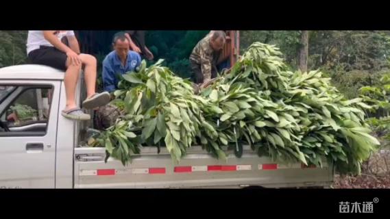 高度80厘米结香