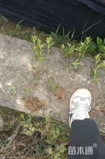 高度35厘米杜鹃