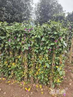 高度150厘米三角梅