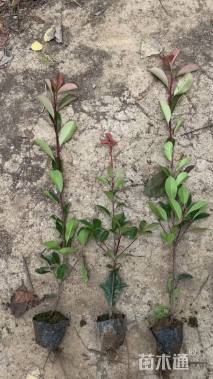 0.5公分红叶石楠