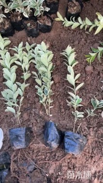 高度25厘米金边黄杨