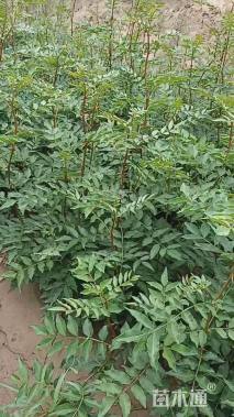 高度100厘米花椒