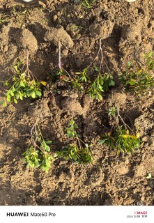 高度20厘米夏鹃