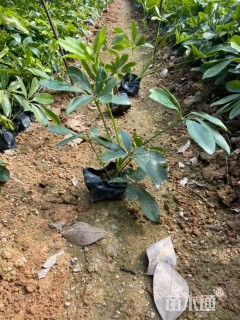 高度25厘米鸭脚木