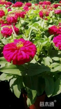 高度10厘米百日草