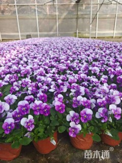 高度10厘米角堇