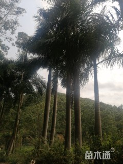 裸干高1000厘米大王椰子