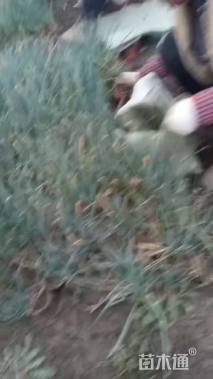 高度20厘米紫娇花