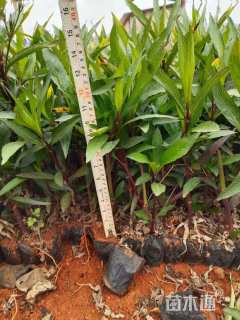 高度25厘米翠芦莉