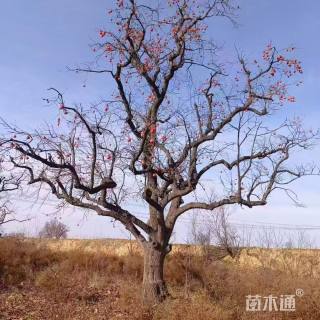 23公分柿子树