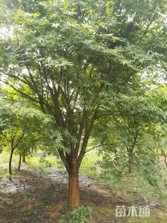 18公分鸡爪槭