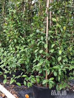 200厘米风车茉莉