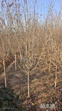 高度250厘米木槿