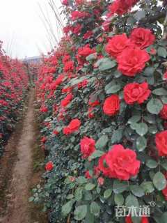 高度60厘米月季