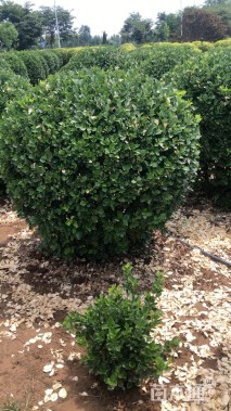 冠幅180厘米卫矛球