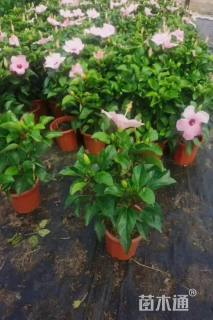 高度20厘米大红花