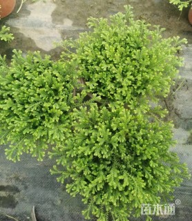 高度15厘米翠云草