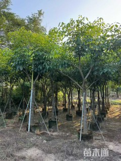 15公分红花风铃木