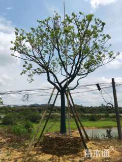 20公分红果冬青