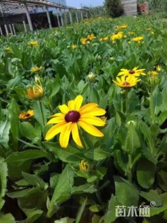 高度10厘米金光菊